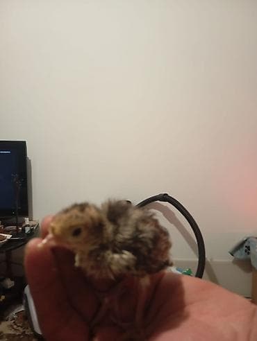 Məhsul: hindushka cücələri Təsvir: - Yeni çıxmış bildirçin cücələri