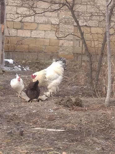 toyuqlar: Toyuq, Brama, Damazlıq, Ödənişli çatdırılma — 4