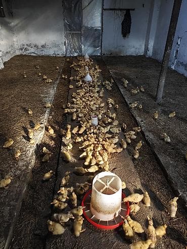 imisli yemi qiymeti: Salam, ciddi alıcılar əlaqə saxlasın, 16-17 günlük ördəklərdi sayı 300 — 2