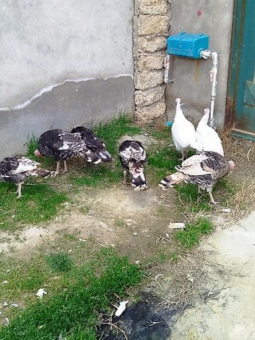 ucuz quslar: Dişi, Kanada, Amerika, Damazlıq, Ünvandan götürmə — 1