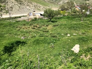 yeni əmlak sumqayıt: 30 sot, Kənd təsərrüfatı, Mülkiyyətçi, Kupça (Çıxarış) — 11