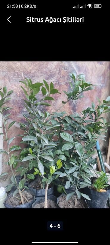Çöl bitkiləri: Məhsul: Sitrus ağacı şitilləri - Növ: qabda yetişdirilən sitrus — 2