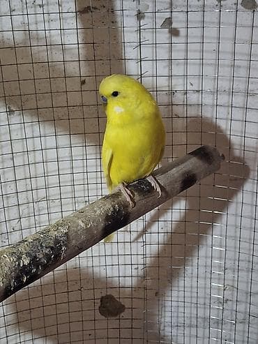 amadin satilir: 2 ədəd 7,8 aylıq quş erkek təmiz qan çex dişi çexdən dönmədir bala — 4