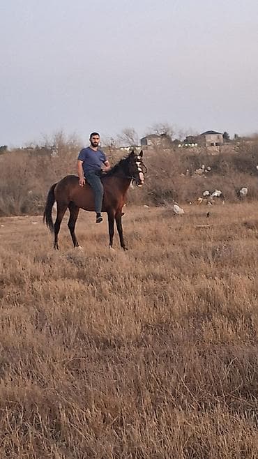 Yorğadi təcili satilir razilaşma yoluyla
- at lalafo.az Yorğadi təcili satilir razilaşma yoluyla
-