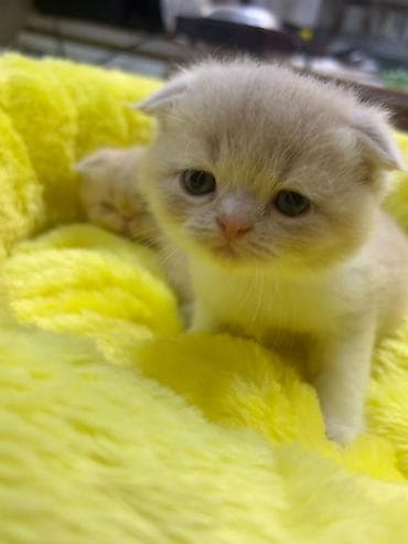 pişim: Şotland — 6