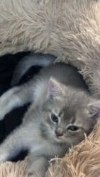 pişik şekileri: Britan, Dişi, Yaxşı əllərə, Ünvandan götürmə — 2