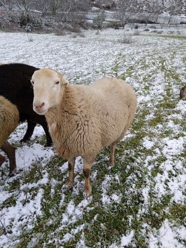 Индюшки: Самка, лет: 2, 80 кг, Для разведения — 4