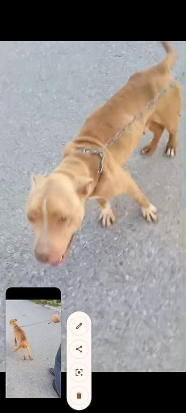 kangal satisi: Pitbul, 2 il, Dişi, Ünvandan götürmə — 6