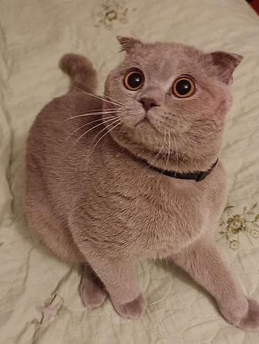 rus dili muellimesiyem: Satilir tecili — 1