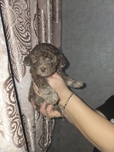 карликовый пудель цена: Pudel, 1 ay, Dişi — 2
