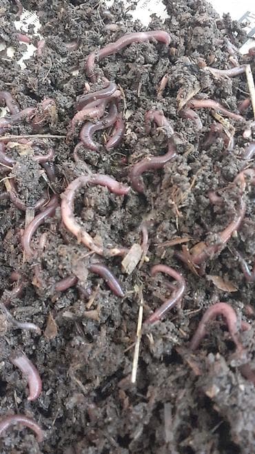 peyin qurdu: Soxulcan – bağçılıq və akvarium üçün - Növ: torpaq soxulcanı — 2