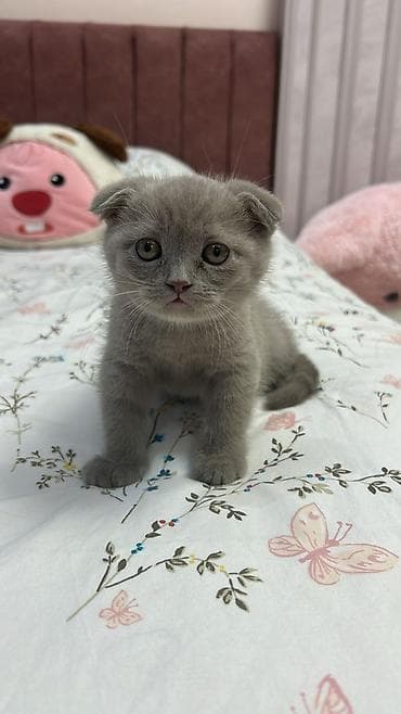 Şotland yastı qulaq