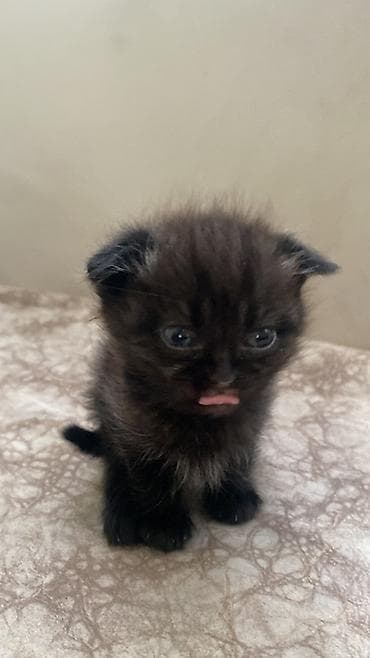 Salam pişiy balaları satılır şotland əyri və dik qulaqdi — 5