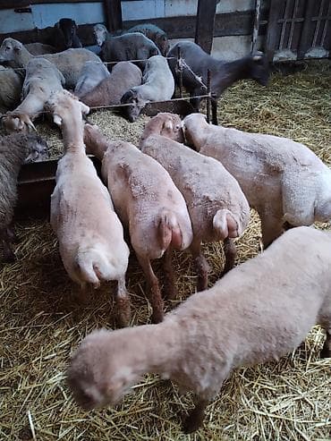 tap az pisik: Çəkiləri 15-18kq arası super kök erkəy quzulardı tərəziynən 9.5m Dan — 5