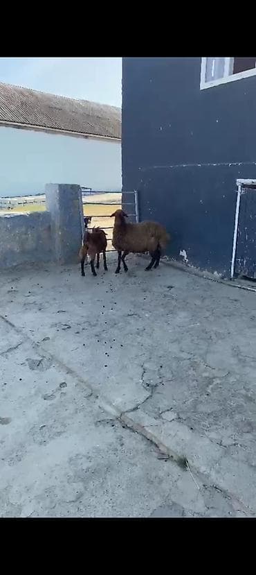 Qoyunlar, qoçlar: Qarın doğub şişək satılır istəyən olsa yazsın videosunu atım baxın — 4