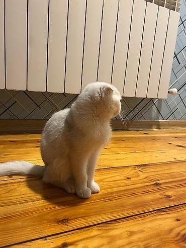 heyvan evləri: Balaca pişik balası – krem rəngli, qısa və yumşaq tüklü, iri tünd — 5