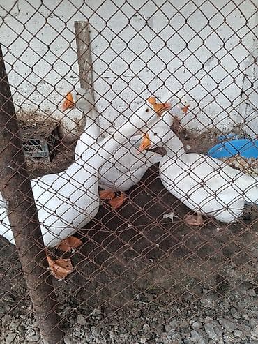 Dişi, | Linda, Yumurtalıq, Ünvandan götürmə lalafo.az -da Dişi, | Linda, Yumurtalıq, Ünvandan götürmə