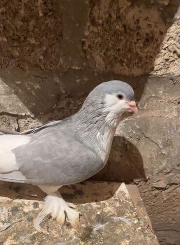 maraqli it adlari: Delfin cinsi erkek 50 manat Cins göyərçin – dekorativ lələkli ayaqlı — 3