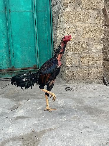 çöl toyuğu: Toyuq, Damazlıq — 6