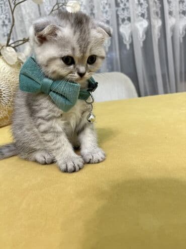 pişik şəkili: Şotland, Erkək, Dişi, Ünvandan götürmə — 8