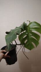 qamış: Alpiniya 6 və 7 azn. Məhsul: Variegatlı — 6