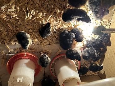 yumurtlayan toyuqlar satilir: Salam! Təmiz qan Avstralorp cücələri satılır. 🐣 Cücələr tam sağlamdır — 3