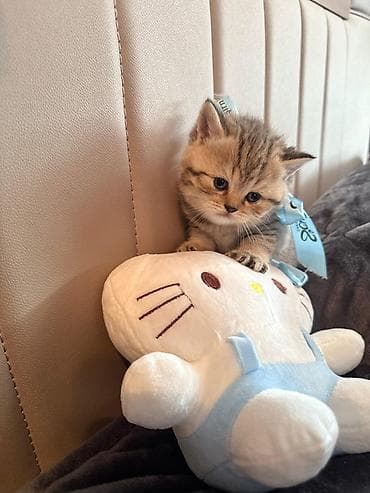 ordək balası və cucə: Britan — 4