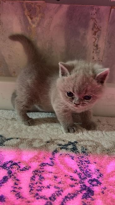 pişik pers: Британская — 6