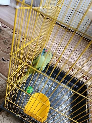 yem satisi: Diwi ojerella satilir 2 yaw unvan sulu tepe. Sakit quwdur.cute — 2