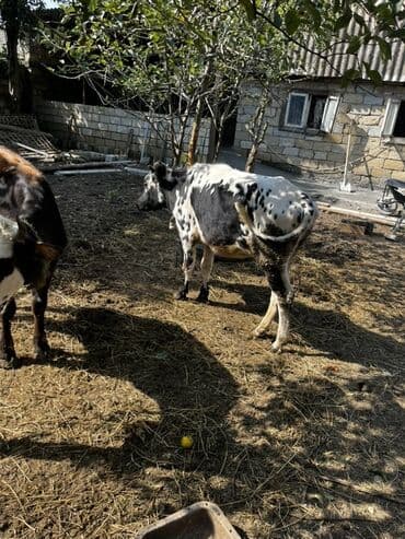 yerli inekler: Məhsul: Mal-qara (2 baş düyə/inek) Təsvir: - Şəkillərdə 2 baş — 6