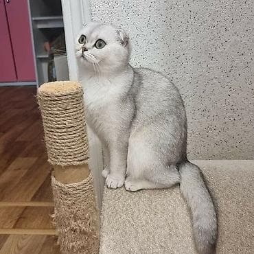 Şinşilla, Erkək, Yaxşı əllərə, Ödənişli çatdırılma