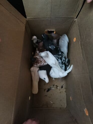 sebzi quşu: Türkan göyərçinləri hamsi tutulma üst üste 4 manatdan 10 goyercindir — 10