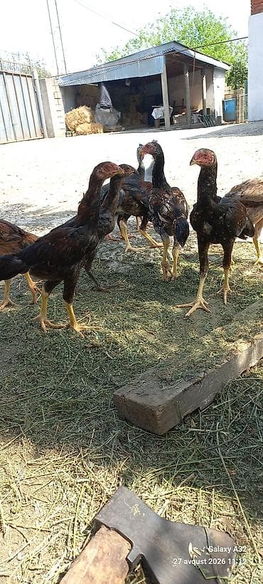 lider toyuqlari: Toyuq, Damazlıq — 9