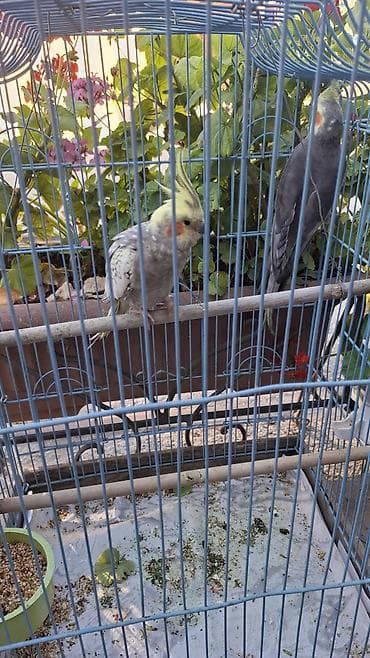 Nimfa papuqayları (Cockatiel) – cütlük - Növ: Nimfa (Nymphicus