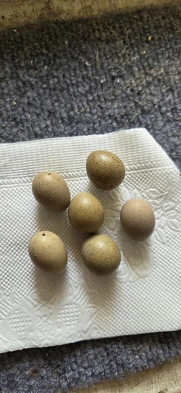 will kinder joy: Məhsul: Çin bıldırcını (Coturnix chinensis) yumurtaları Təsvir: - — 1