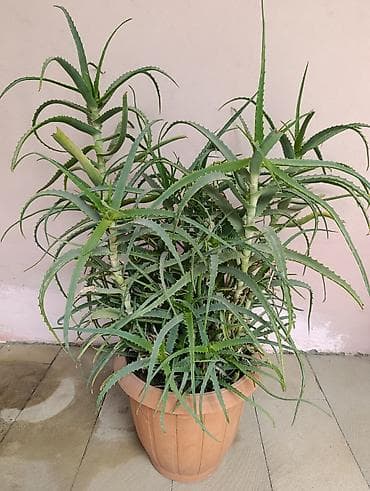 tulpan gulu: Aloe Gulu Derman Guludu. 4 illik. Yeke Guldu. Yeke Qabda. Unvan Yeni — 1