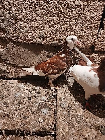 goyercin aliram: Bugun tutulub baladı isdiyən əlaq saxlıya bilər 055 354 52 58 vaççap — 1