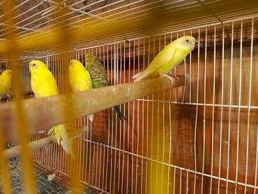 ucuz pisik: Papuqaylar təcili satılır ünvan yeni suraxanı Sarı rəngli — 8