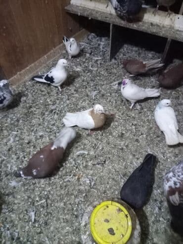 goyərcin satılır: Sarı xamut mayadı sağlam problemsiz quşdu - Rənglər: ağ, qəhvəyi, qara — 3