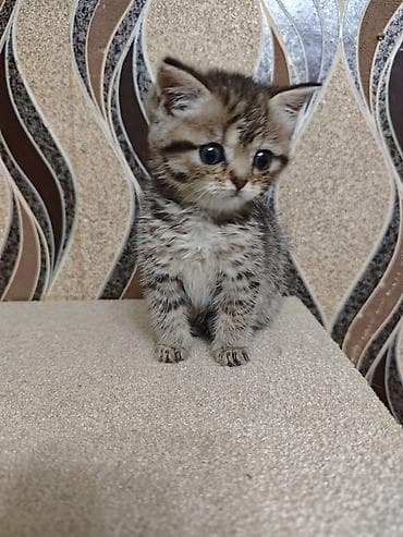 yem qabi: Tabbi — 3