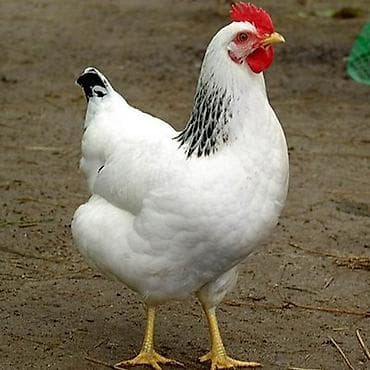 gence toyuq satisi: Serebrist F6 cucesi 1.20 Catdirilma var gence daxili pulsuz Butun — 1