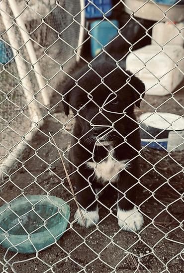 itləe: Alabay, 2 ay, Erkek — 3