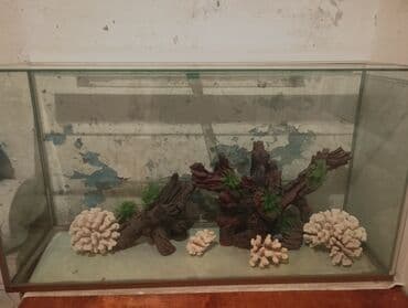 купить аквариум: Şüşə akvarium dekorasiyası ilə - Şəffaf şüşədən düz künclü akvarium — 1