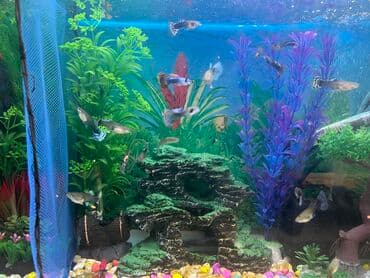 Pişiklər: Dördbucaq akvarium, 1 l, Ünvandan götürmə — 3