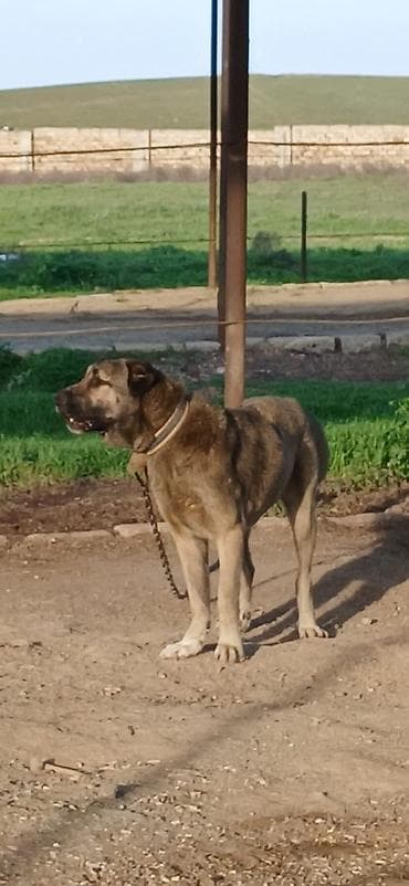 it darağı: Kanqal, 1 il, Dişi, Peyvəndli, Ödənişli çatdırılma — 7