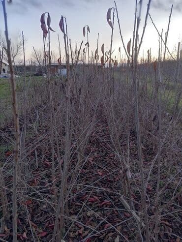 Gilas tingleri Təsvir: - Peşəkar bağ sahəsində yetişdirilmiş gilas