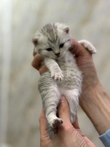 britanski pişik: Şotland yastı qulaq — 2