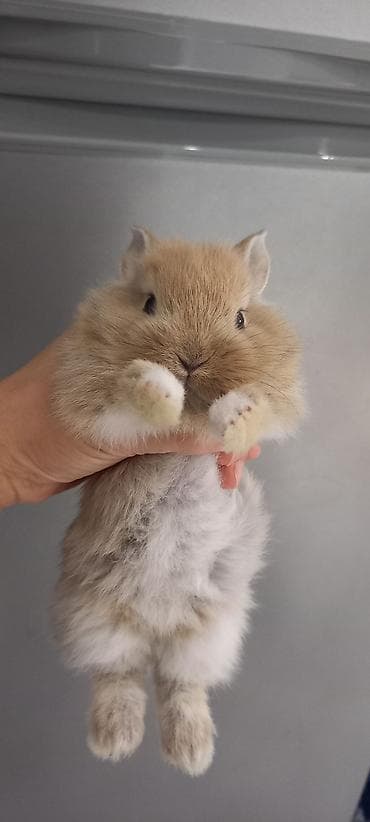 heleb keci: Salam.tuklu dovsanlar. boyumeyen cinsler. şirin ve uşaqlarin sevimli — 8