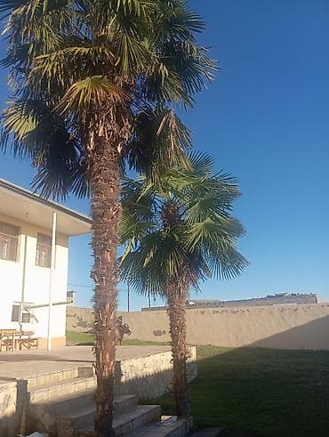 Xurma palmaları – həyət və bağ üçün dekorativ iri palma ağacları -