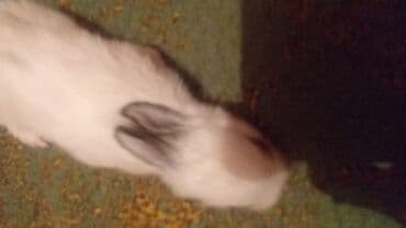 купить домик для кота: Çox şirin və canlı bir heyvandır. Bu balaca heyvanlar evdə — 4